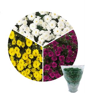 Afbeelding van Bolchrysant Triomix P19 gehoest Skyfall 2 Yellow Purple White